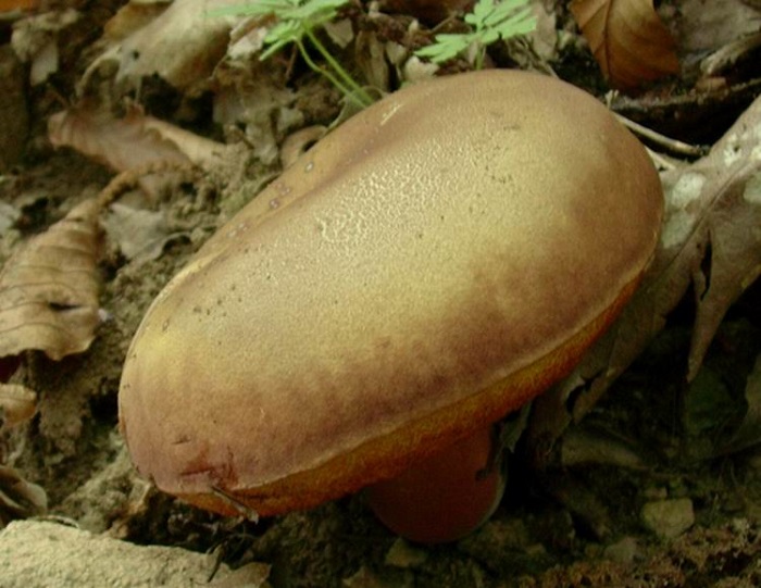 763 Agosto vecchio ritrovamento